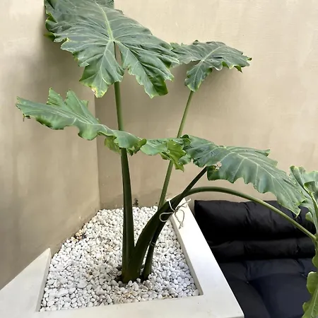 别墅 Votre Ecrin Mediterraneen Aux Portes De Paris